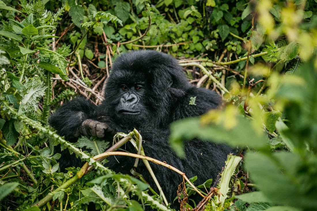 A mountain gorilla in dense forest in Uganda