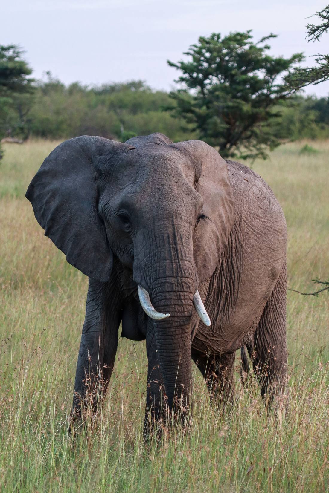 An elephant on grassland near Nairobi