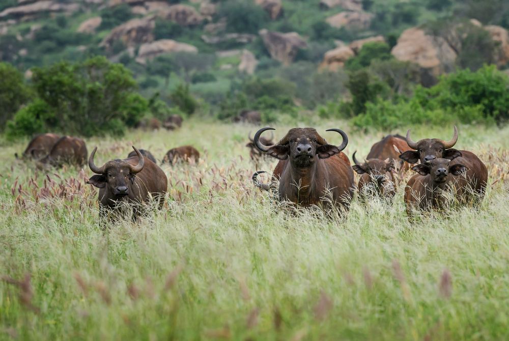 A herd of African buffalo in tall grassland at Nimule National Park
